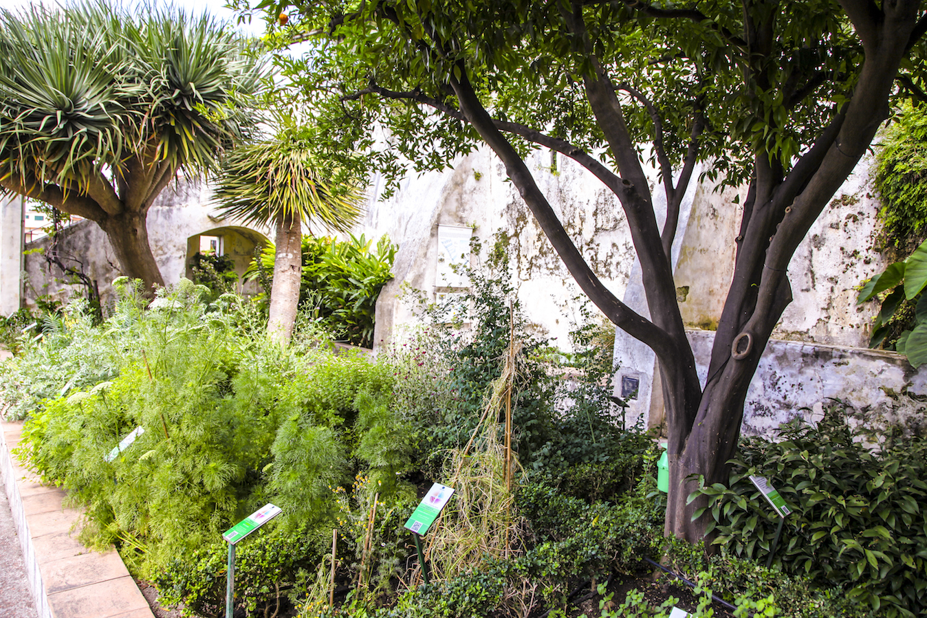 Orti Giardino della Minerva